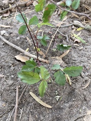 Rubus trivialis