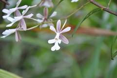 Epidendroideae
