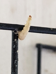 Plodia interpunctella