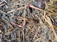 Platydracus maculosus