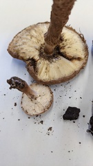Lepiota calcicola