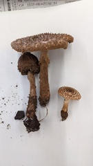 Lepiota calcicola