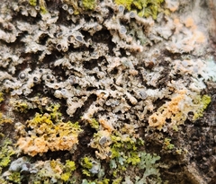Erythricium aurantiacum