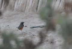 Phoenicurus phoenicurus