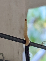 Plodia interpunctella