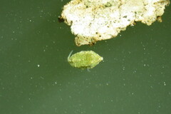 Acanthostracion quadricornis
