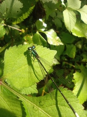Anisagrion