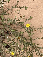 Chrysopsidinae
