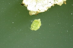 Acanthostracion quadricornis