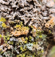 Erythricium aurantiacum