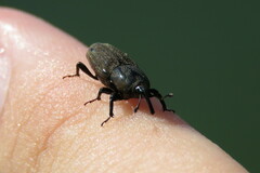 Sphenophorus venatus