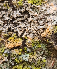 Erythricium aurantiacum