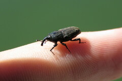 Sphenophorus venatus