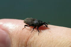 Sphenophorus venatus