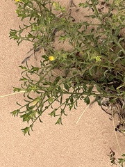 Chrysopsidinae