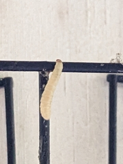 Plodia interpunctella