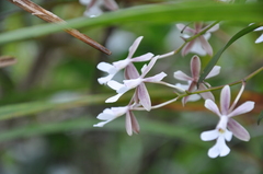 Epidendroideae