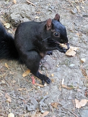 Sciurus carolinensis