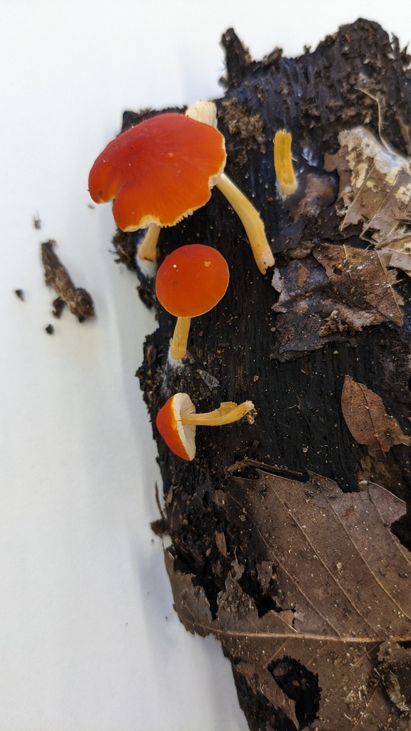Pluteus aurantiorugosus · October 2022 · photo: © atsushi_nakajima_cirque (iNaturalist, cc-by)