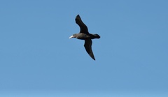 Macronectes giganteus