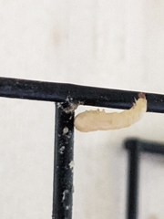 Plodia interpunctella