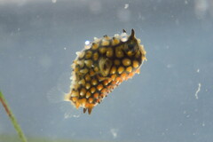 Chilomycterus schoepfii