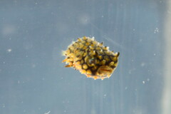 Chilomycterus schoepfii