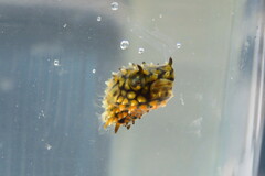 Chilomycterus schoepfii