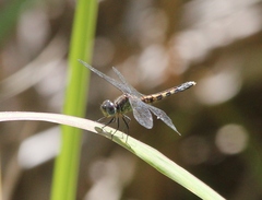 Erythrodiplax minuscula
