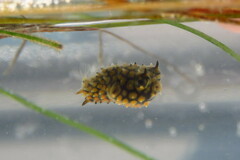 Chilomycterus schoepfii