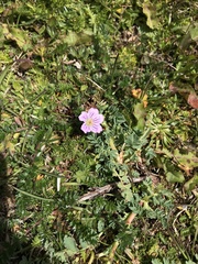 Geranium magellanicum