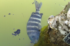 Archosargus probatocephalus