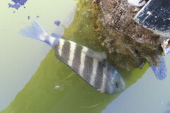 Archosargus probatocephalus