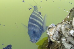 Archosargus probatocephalus