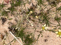 Eremogone macradenia