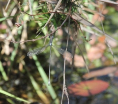 Lestes vigilax