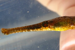 Syngnathus floridae
