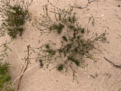 Eremogone macradenia