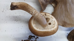 Cyclocybe cylindracea