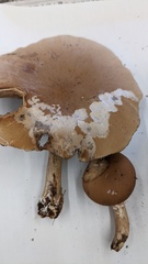 Cyclocybe cylindracea