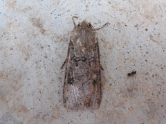 Agrotis trux