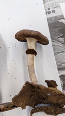 Cyclocybe cylindracea