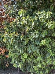 Photinia