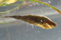 Aluterus schoepfii