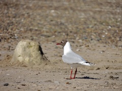 Chroicocephalus maculipennis