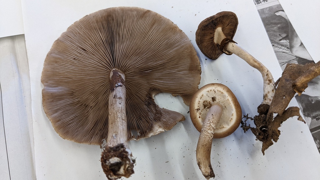 Cyclocybe cylindracea · October 2022 · photo: © atsushi_nakajima_cirque (iNaturalist, cc-by)