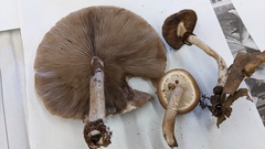 Cyclocybe cylindracea