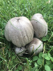 Coprinopsis atramentaria