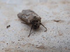 Agrotis trux
