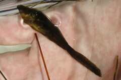 Aluterus schoepfii
